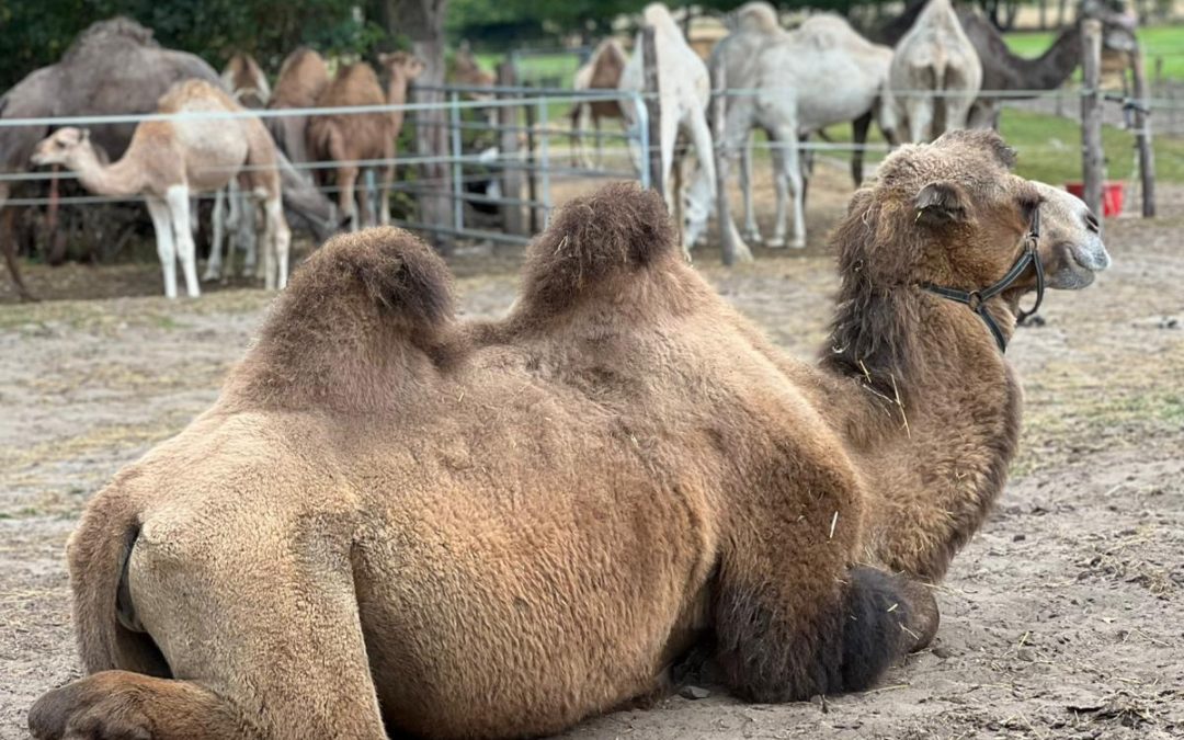 Heute hatten einige unserer BewohnerInnen ein ganz besonderes Erlebnis 🐫