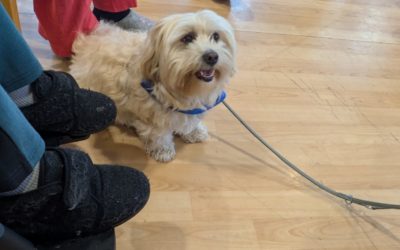 Hundetherapie