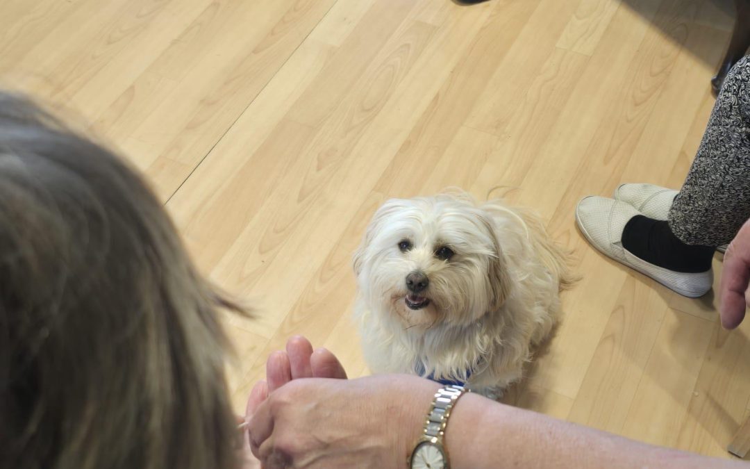 Kleine Pfoten – Große Glücksmomente ❤️🐾