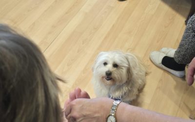 Kleine Pfoten – Große Glücksmomente ❤️🐾