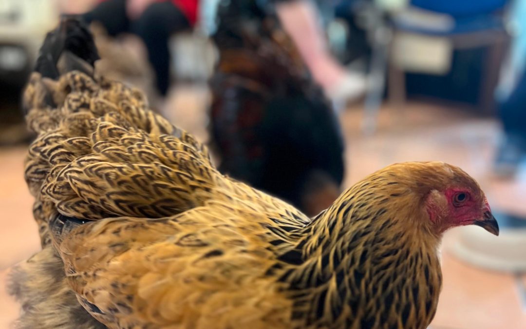 Hühneralarm im Foyer 🐔